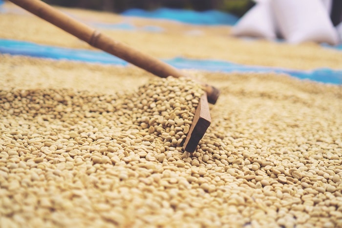 Kaffeeaufbereitung-Holzrechen-Trocknung