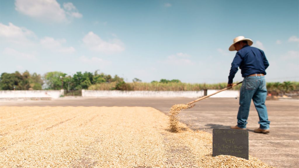 Kaffeetrocknung-1024x576-1